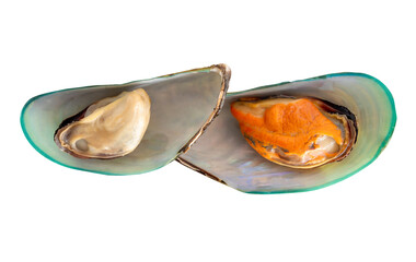 Top view of cooked or steamed green mussels isolated with clipping path in png file format