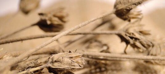 dried leaves