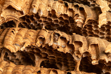 Intricate Hornet Nest Interior Close-Up: Nature's Architectural Marvel of Hexagonal Cells and...