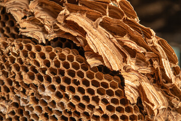 Intricate Hornet's Nest Close-Up: Explore the Structure and Beauty of Nature's Engineering in a...