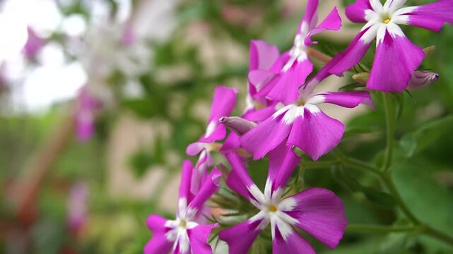 Flores llamadas besitos o victorias de color morado