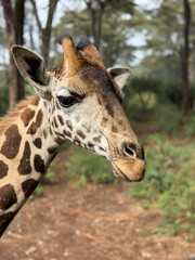 close up of a giraffe