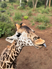 giraffe sticking out tounge