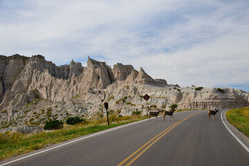 Deer crossing the road, Badlands National Park, Rapid City, South Dakota, USA /...