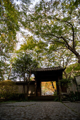 鎌倉2411　瑞泉寺20　紅葉