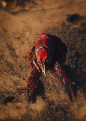 crab on the beach