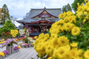 笠間稲荷神社の菊祭り
