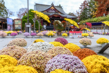 笠間稲荷神社の菊祭り
