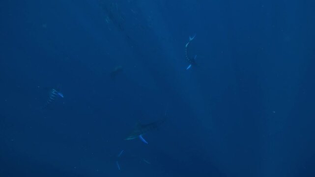 Marlins (Istiophoridae) and sea lions (Otariidae) fiercely compete for a sardine bait ball, creating a dramatic underwater spectacle. Check my portfolio for more sardine run footage.