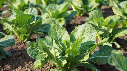 Chinese Cabbage - A Fresh and Nutritious Vegetable Display. The Green and White Chinese Cabbage, with Its Lush Leaves and Firm Structure, Standing Out as a Staple in Many Cuisines