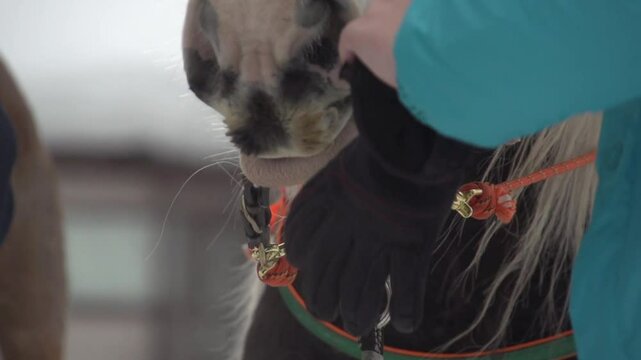 Cheval sur neige