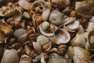 Sea shells pattern. Seashell background. Ocean shells. Seashells background. Texture of the sea shells.