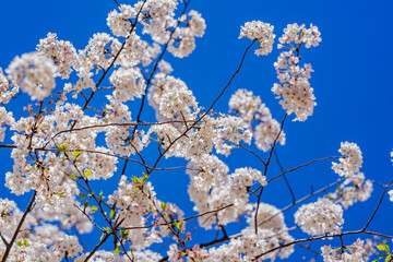 Spring blossom background. Cherry blossom tree on blue sky background. Orchard flowers. Spring blossom. Branch of blossoming tree. Blossom white flowers. Spring time.