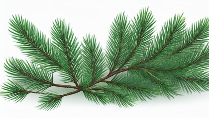 Fototapeta premium Pine tree branch isolated white background