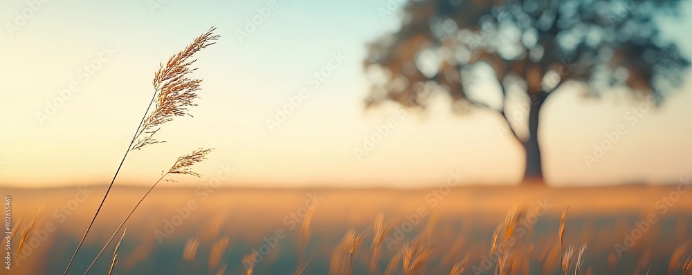 Poster golden grasses in a serene field with a distant tree under a soft sky.