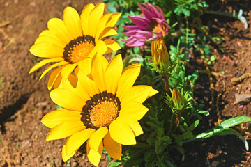 黄色のガザニア