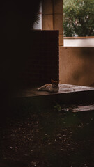 Chilling cat