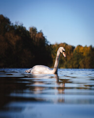 mute swan cygnus olor