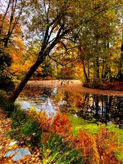 Autumn Reflections 