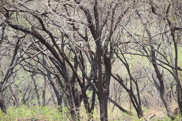coastal forest vegetation is still shady