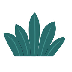 Flat Weed