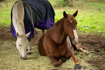 horses in a field