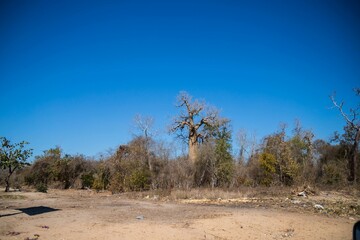 Dry Baobab Tree Dominating the African Savanna, Madagascar