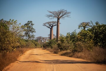  Iconic Avenue of Baobab Trees under Clear Blue Sky in Morondava, Madagascar