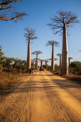  Iconic Avenue of Baobab Trees under Clear Blue Sky in Madagascar