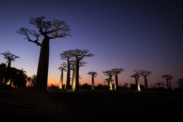  Illuminated Baobab Trees Under a Starry Night Sky, Morondava, Madagascar