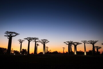 Vibrant Magic Hour Sunset Behind Majestic Baobab Trees in Avenue of Baobab, Morondava, Madagascar