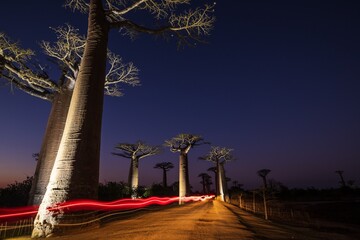 Baobab Trees Illuminated at Night with Car Light Trails Along a Dirt Road, Avenue of the Baobabs,...