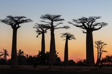 Vibrant Magic Hour Sunset Behind Majestic Baobab Trees in Avenue of Baobab, Morondava, Madagascar