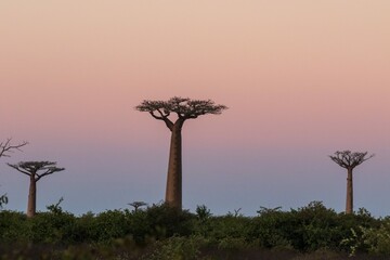Magnificent Baobab Trees on Madagascar Avenue at Sunset with Beautiful Pink and Blue Sky,...
