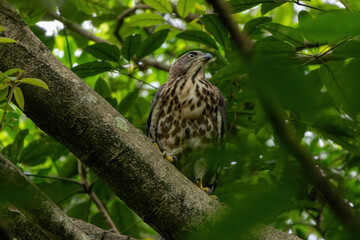 A crested goshawk, a medium-sized raptor, perched on a tree branch amidst lush green foliage. The goshawk has distinctive dark brown feathers with lighter bars and a prominent crest on its head.