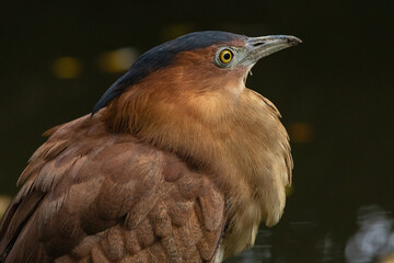 A Malayan night heron, a medium-sized wading bird known for its distinctive dark gray plumage and...