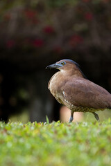 A Malayan night heron, a medium-sized wading bird known for its distinctive dark gray plumage and yellow eyes. The heron is shown in close-up, with its alert expression and sharp beak.