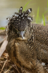 A Malayan night heron in its subadult plumage. The bird has a distinctive mottled brown and white feather pattern, with a sharp beak and alert gaze.