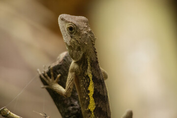 A Swinhoe's tree lizard, a small reptile species found in parts of Asia. The lizard has a distinctive rough, scaly skin in shades of brown and yellow, with a large eye.