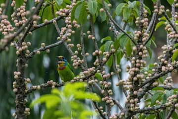 A Taiwan barbet, a colorful bird species found in Taiwan and parts of southeast Asia. The barbet is perched amidst the branches of a tree covered in green leaves and small pink buds.