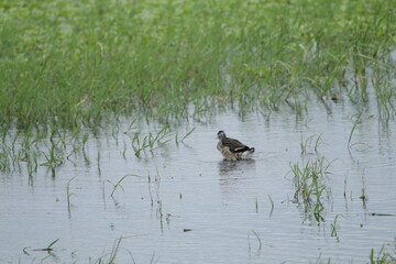 Beautiful Sri Lankan Birds in the Wild, Sri Lanka 