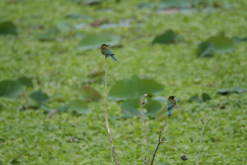 Beautiful Sri Lankan Birds in the Wild, Sri Lanka 