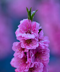 Early spring or late winter snow.  A Bonanza Peach blossom after an early morning dusting of snow.
