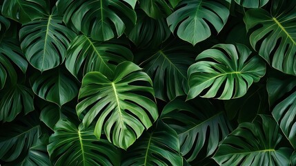 A seamless background filled with monstera leaves, creating a tropical, green aesthetic