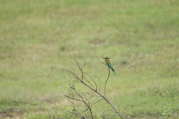 Beautiful Sri Lankan Birds in the Wild, Sri Lanka 