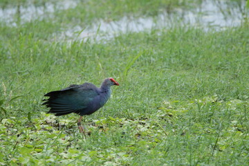 Beautiful Sri Lankan Birds in the Wild, Sri Lanka 