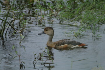 Beautiful Sri Lankan Birds in the Wild, Sri Lanka 