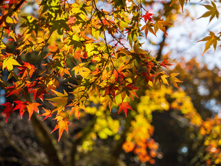 色とりどりのカエデの葉