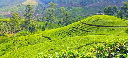 Gardinen Beautiful landscape photos from Sri Lanka  © Sumudu