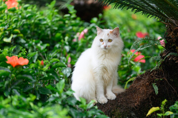 The white cat hides in the plants.